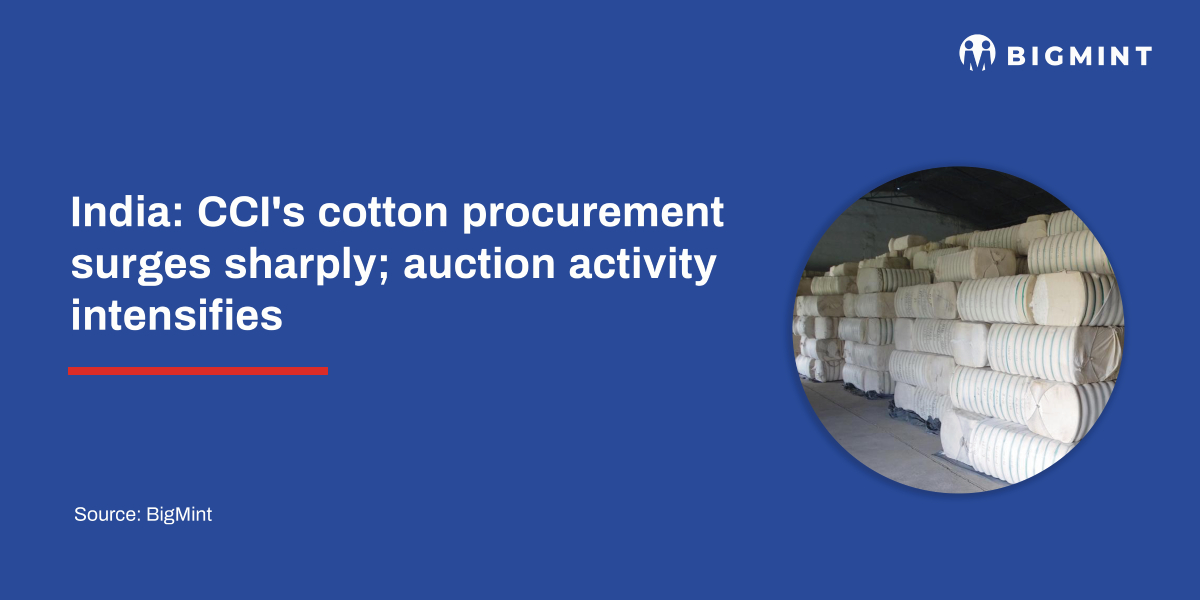 India: CCI's cotton procurement surges sharply; auction activity intensifies