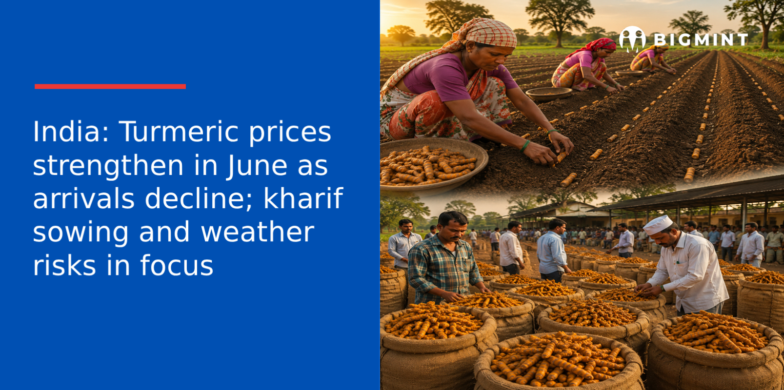 India: Turmeric prices strengthen in June as arrivals decline; kharif sowing and weather risks in focus