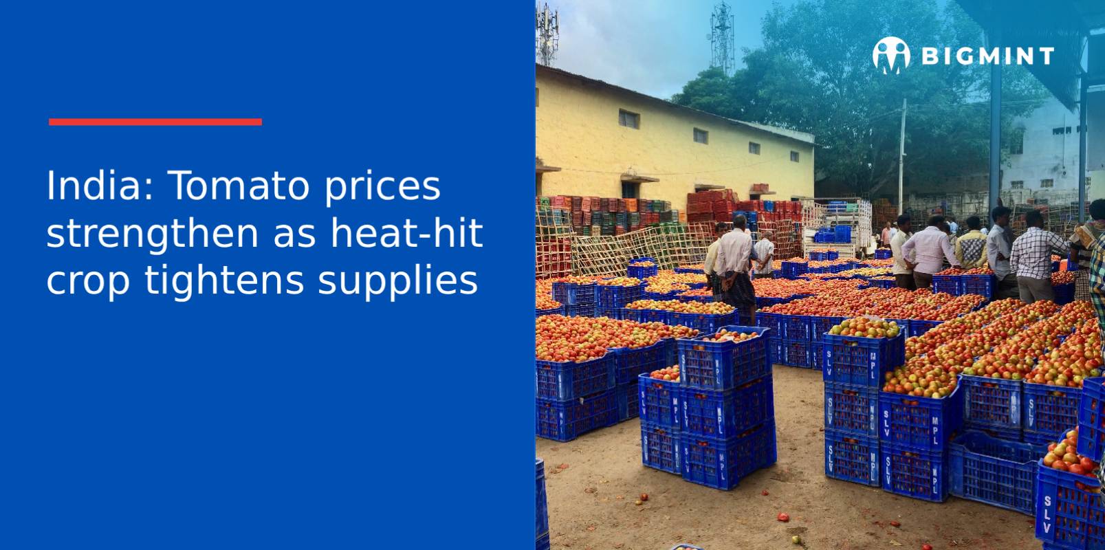 India: Tomato prices strengthen as heat-hit crop tightens supplies