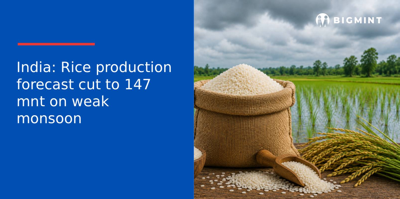 India: Rice production forecast cut to 147 mnt on weak monsoon