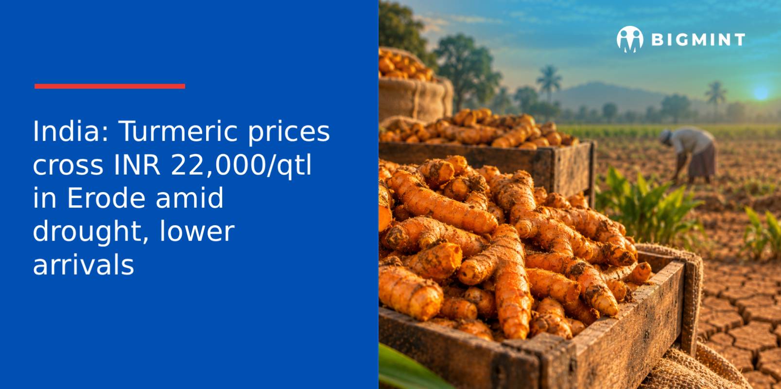 Princing File India: Turmeric prices cross INR 22,000/qtl in Erode amid drought ...